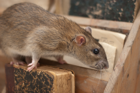 Ratte auf Futtersuche